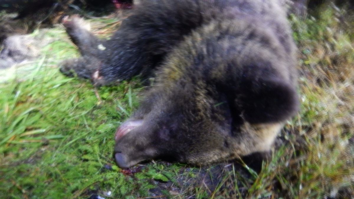 Auto na Slovensku narazilo do medvěda, na místě uhynul
